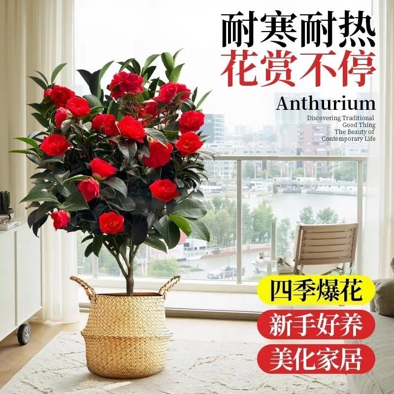 四季红色重瓣山茶花秋带花苞阳台庭院室内外耐寒耐热好养殖
