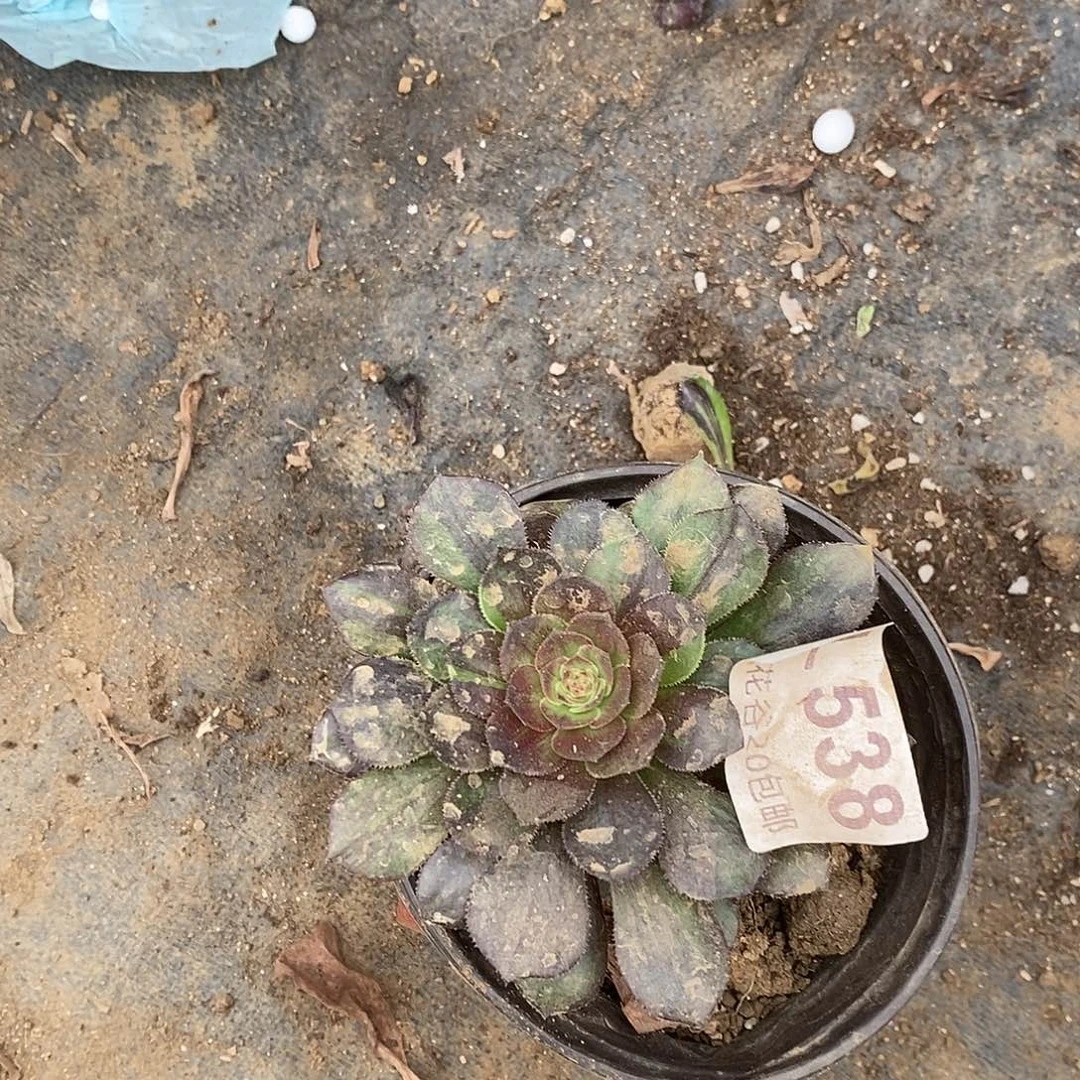 ?**口538哈迪斯盲拍多肉植物