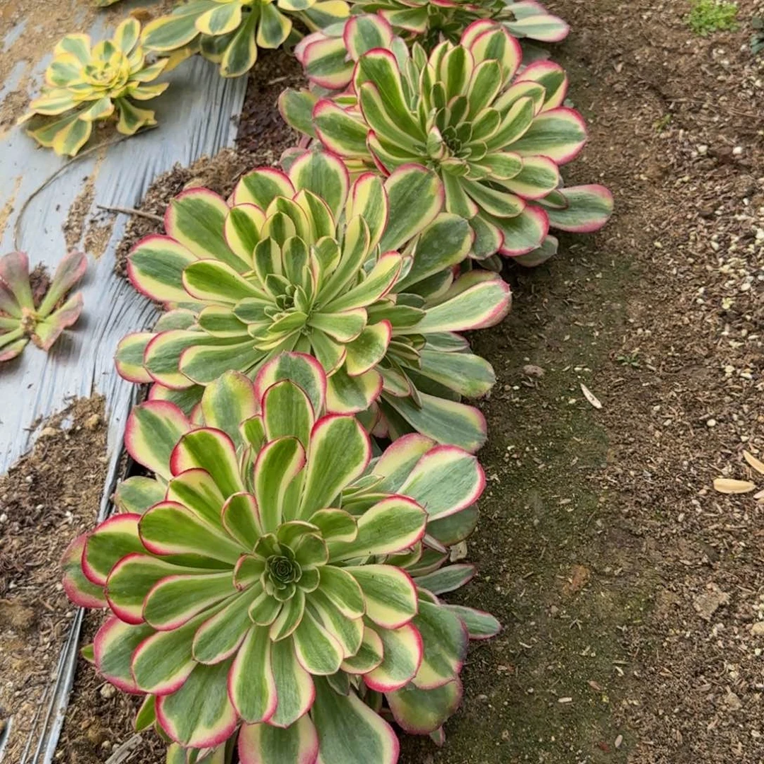 报***姐5个瑶光。多肉植物