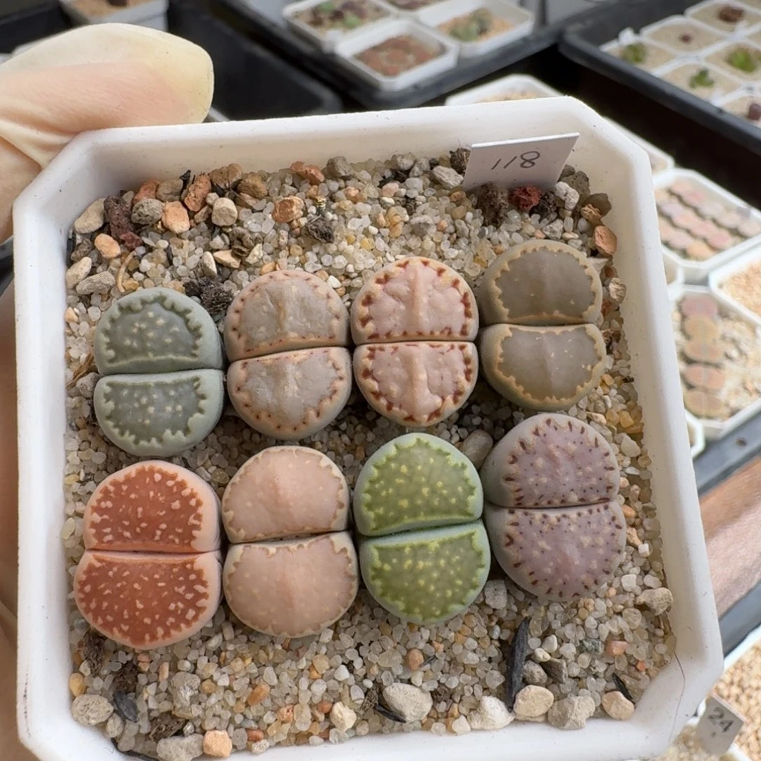 我***肉0928-037饼干彩套