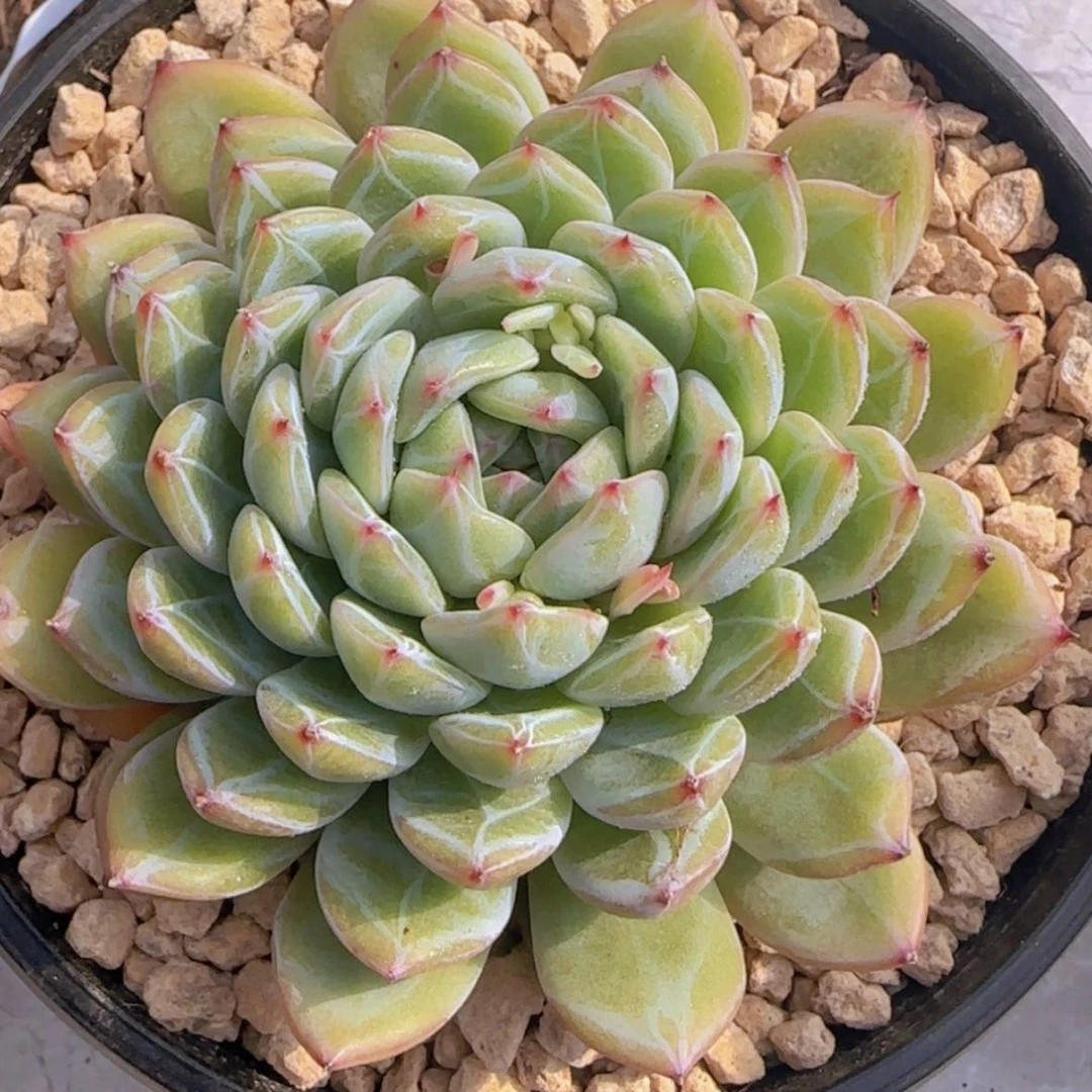 【闪购商品】母本雪花珍妮