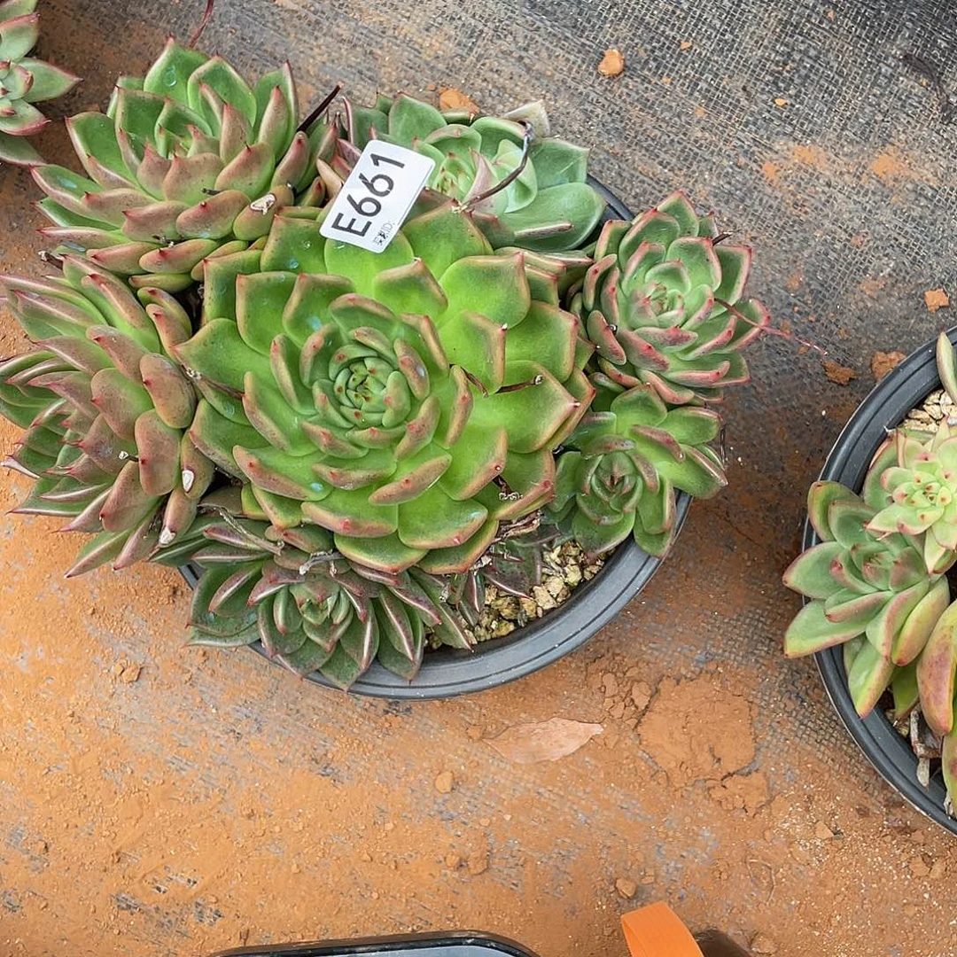 若如东云组拍E661