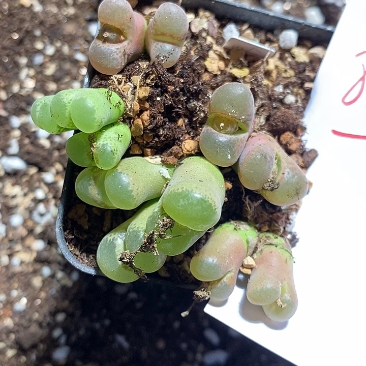 8319。 一组风铃。
