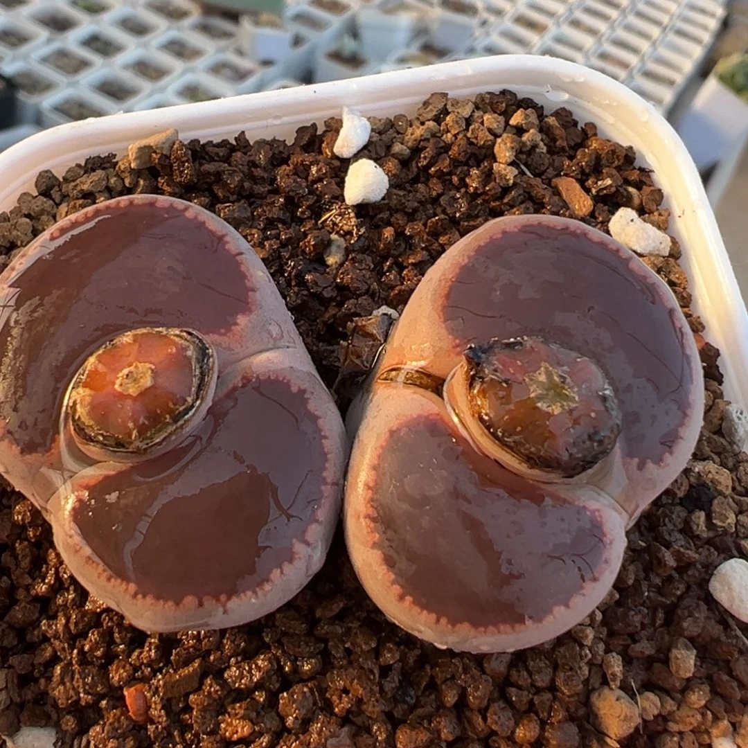 比利时8年Ko母本带盆