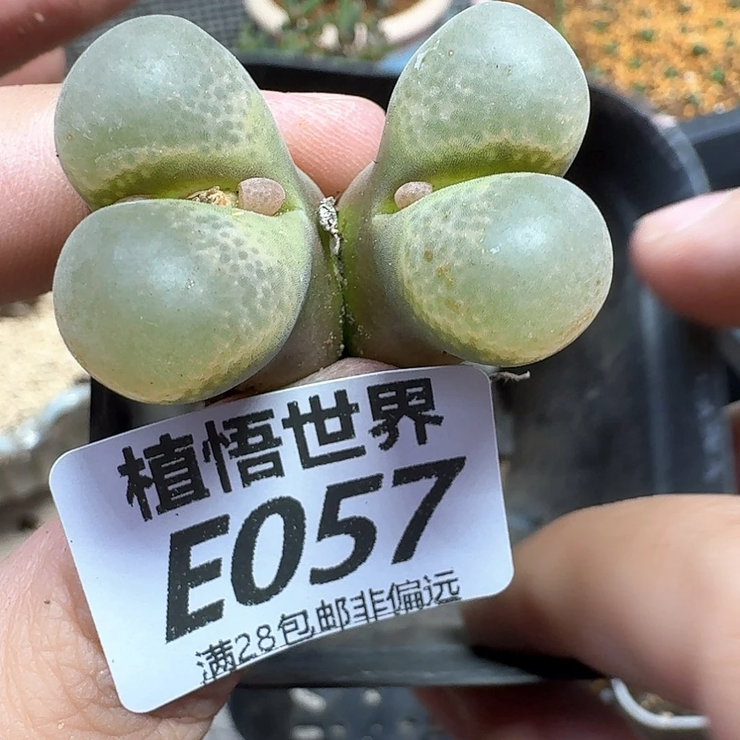 多肉植物的润泽fgh
