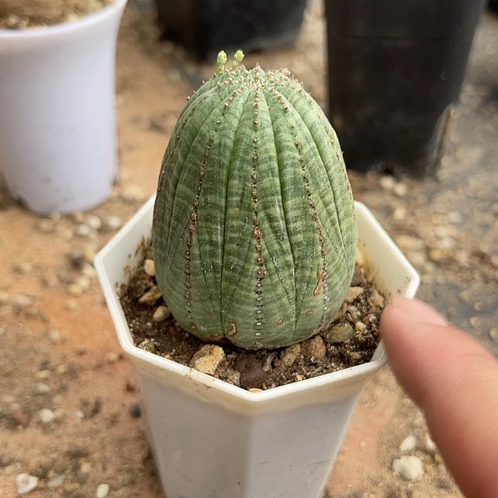 无花朵布纹球大单头