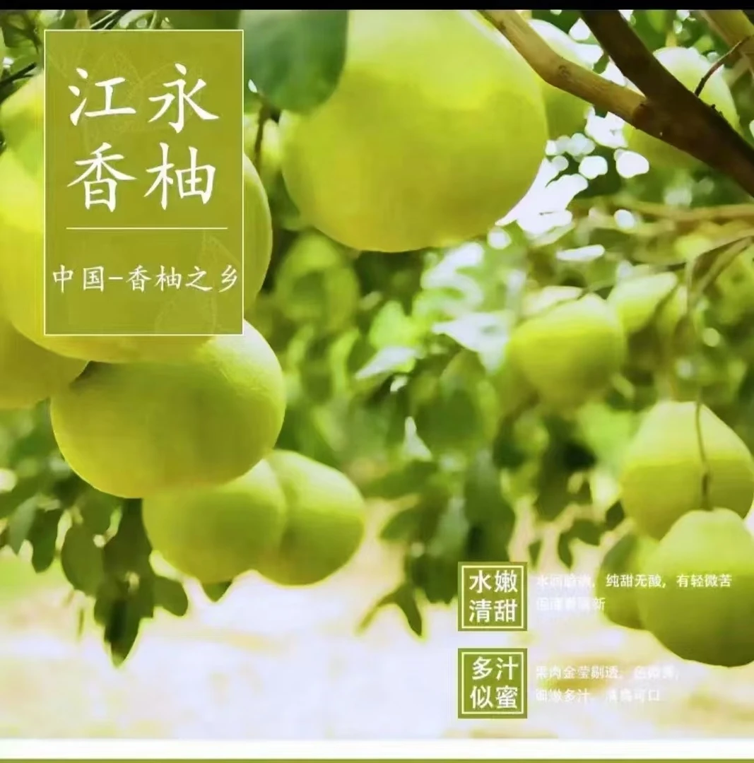 正宗江永桃川镇香柚50年老树柚子4斤试吃装