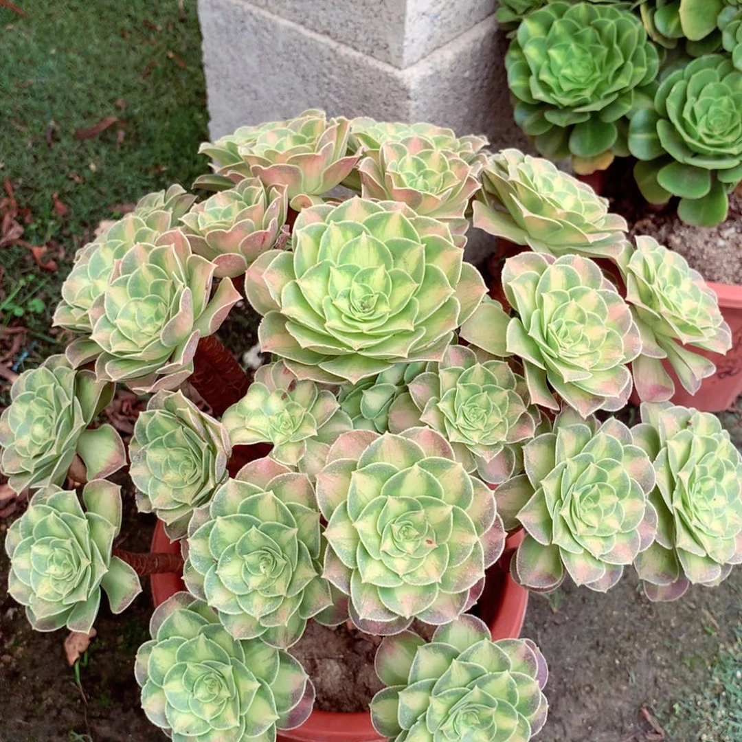 韶华厚叶，多肉植物
