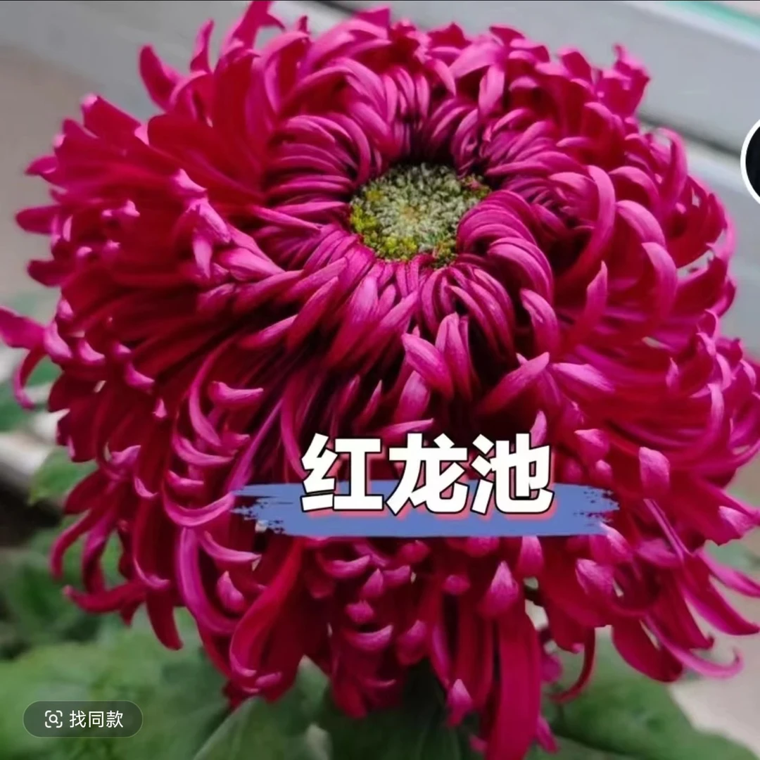九月菊【红龙池】大花富贵菊，盆栽绿植室内好养活