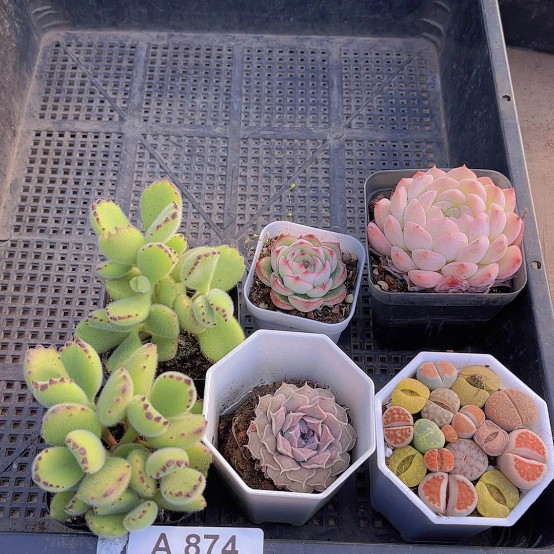 多肉874多肉植物