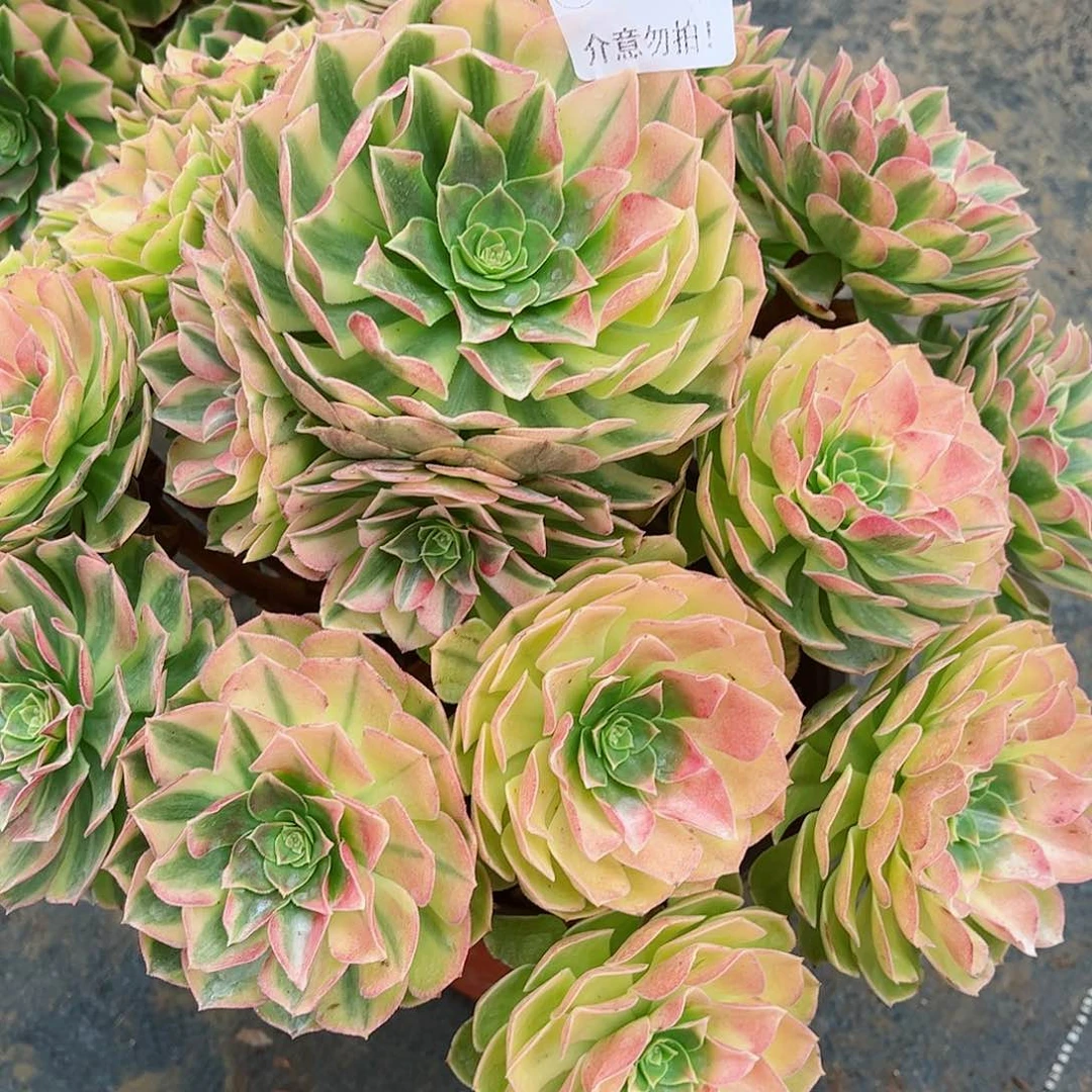 无花朵徐***姐多肉植物雨和833