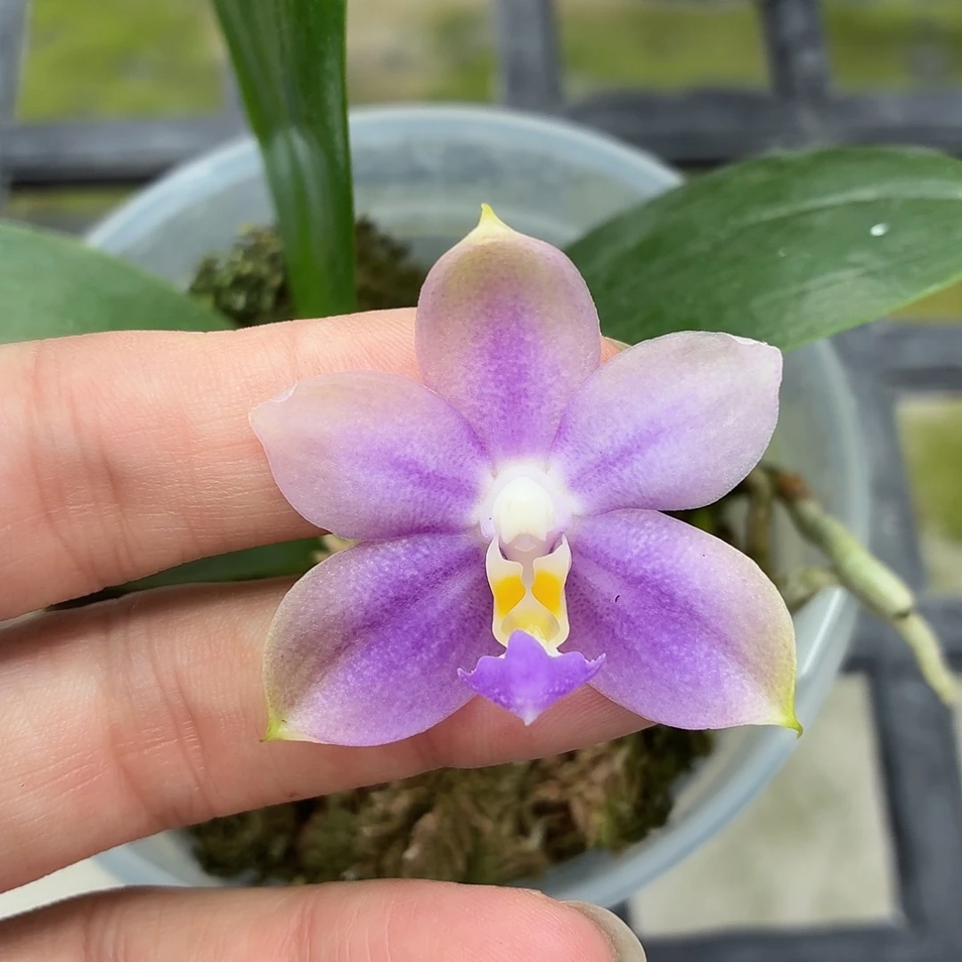 当前无花朵，栽培后可花朵A095yss1116