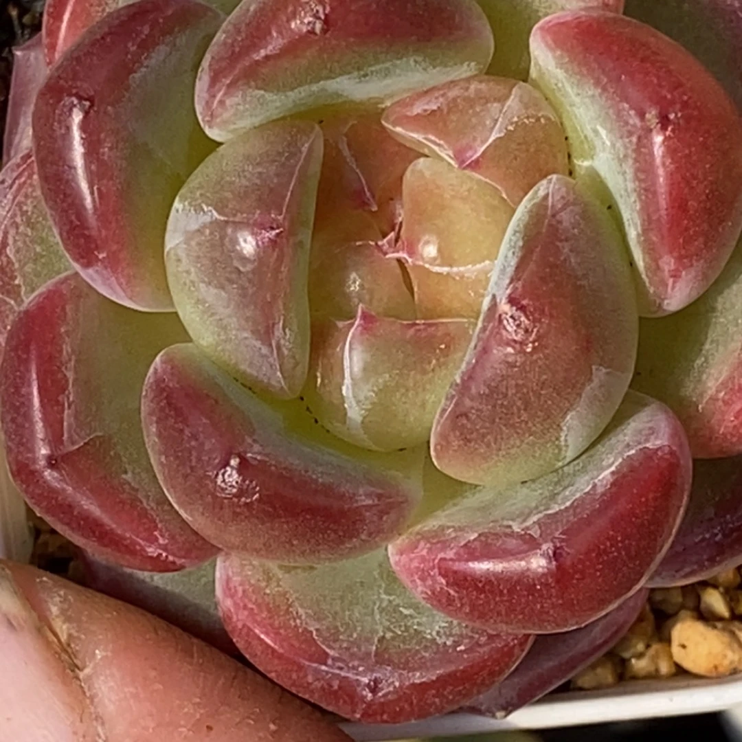 天官赐福百无禁忌