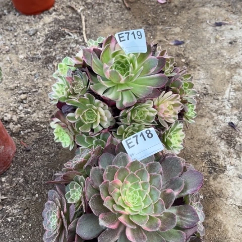多肉植物海王万花筒