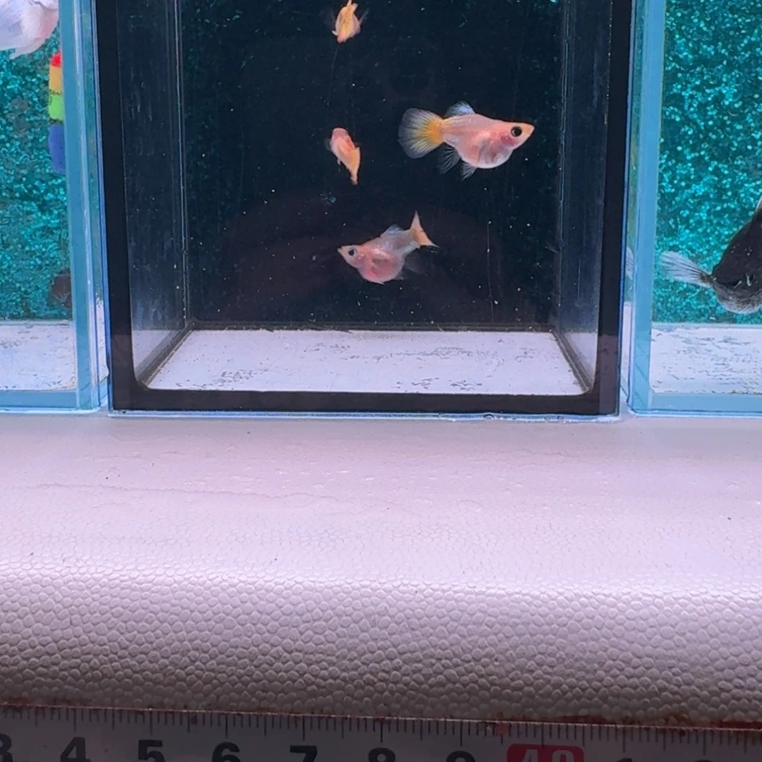 孔雀鱼469号黄头玻璃猫2对