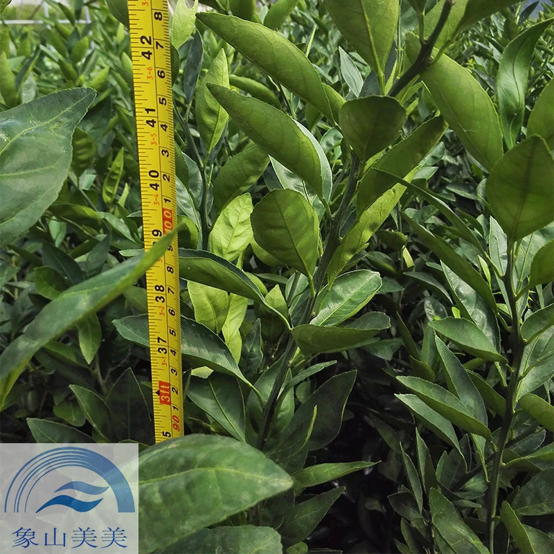 象山大丰柑橘高甜果香多汁新鲜饱满酸甜爽口优质应季美味