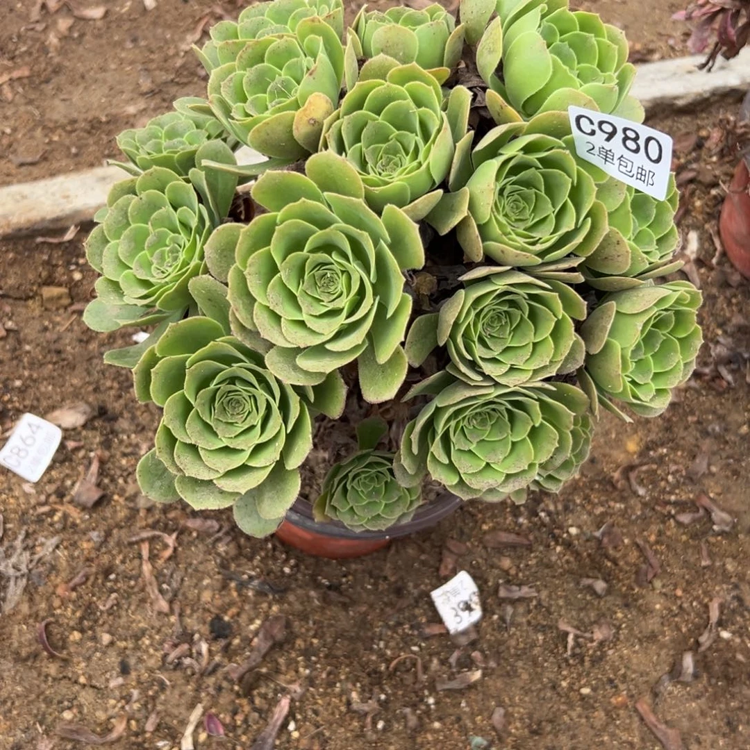 980多肉    绿羊绒不包断头