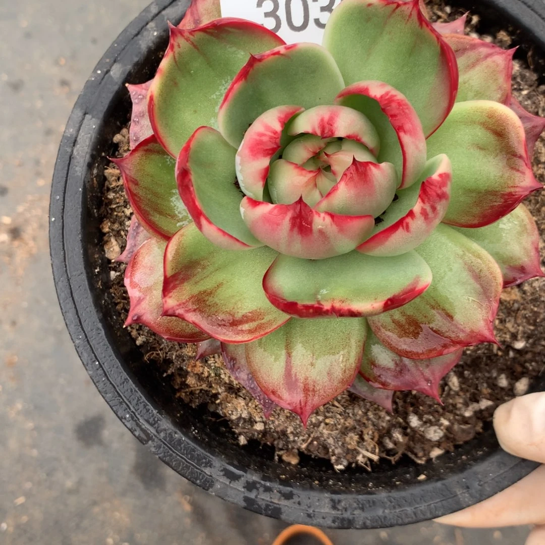 3030一物一拍11厘米外翻