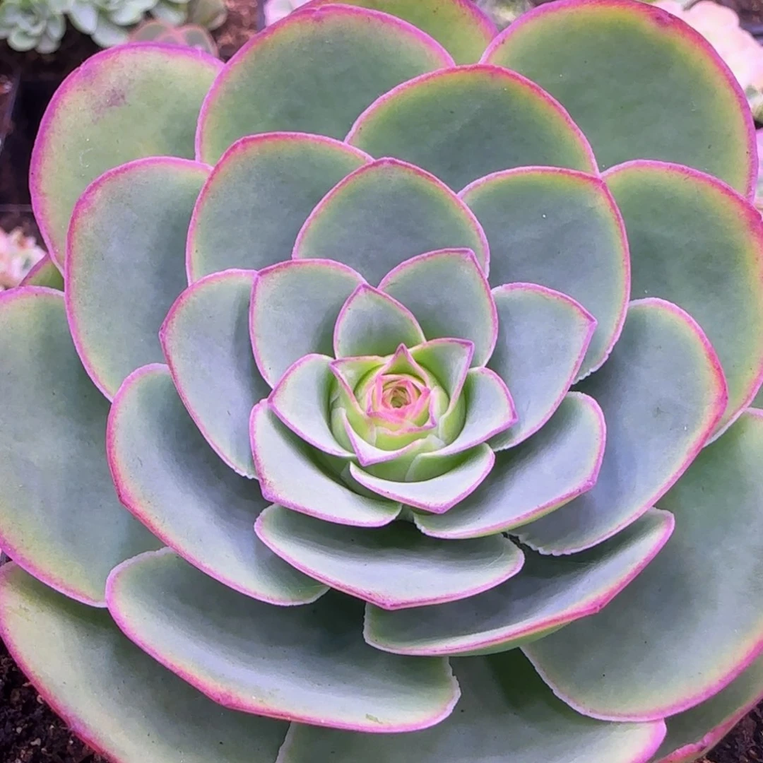 9厘米玫瑰老庄14242424422