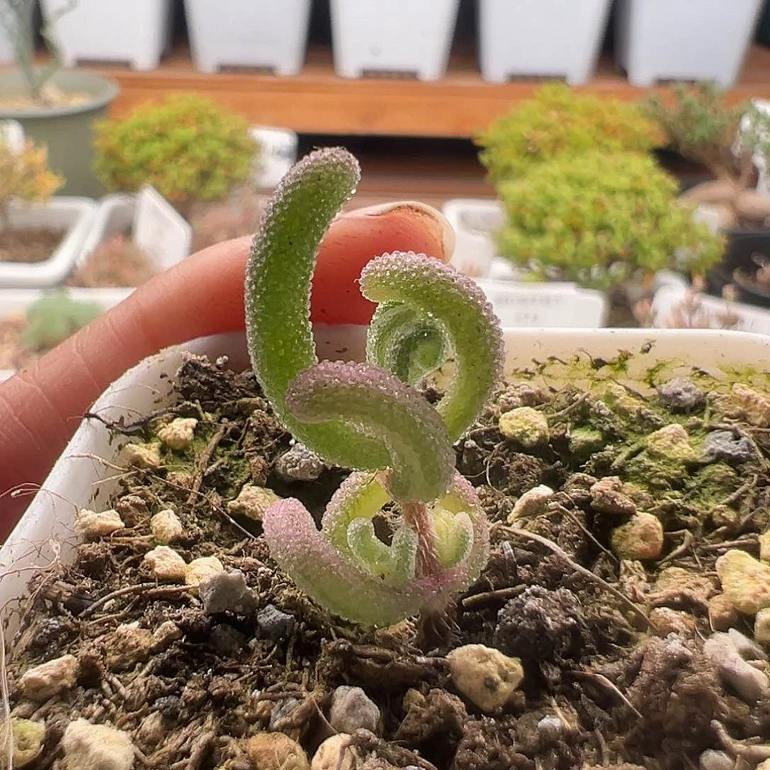 昏*紫闪杂橙叶12.15多肉