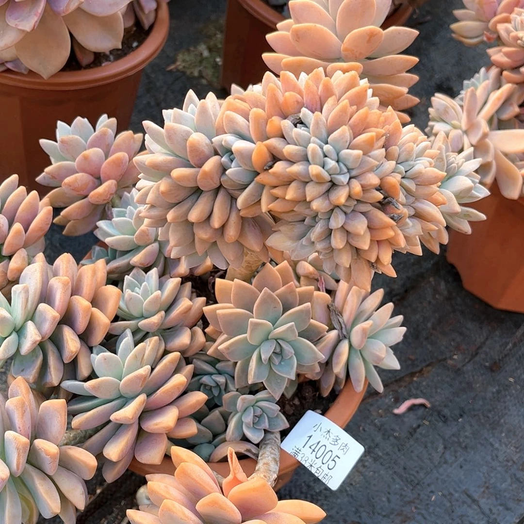 淡雪文化群14005