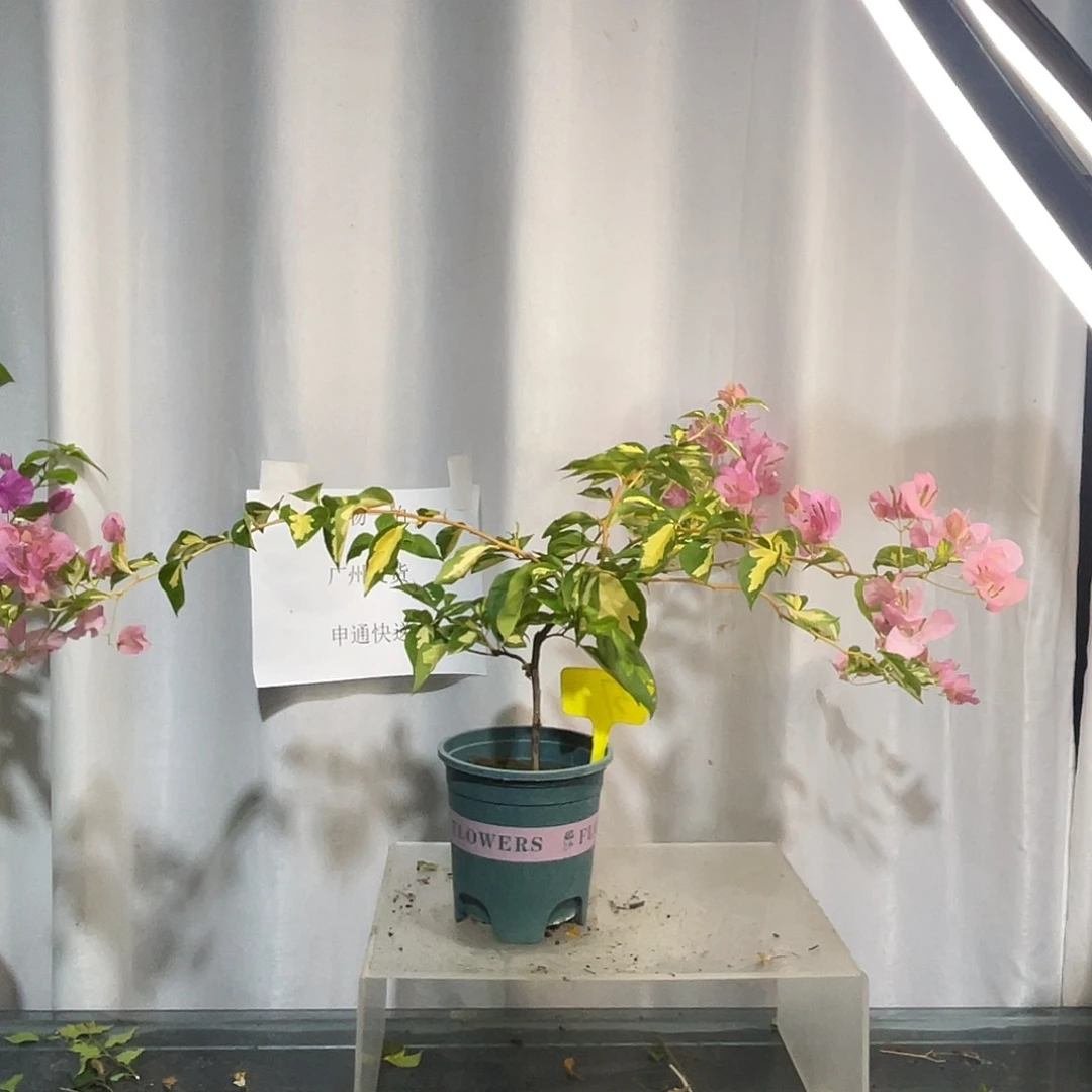 当前无花栽培后可以开花37金心橙白扦插牙签苗