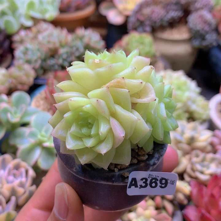 一物一拍含盆土满38包邮A369