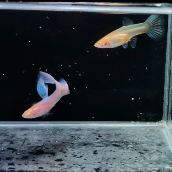 孔雀鱼精品极光幻彩一对