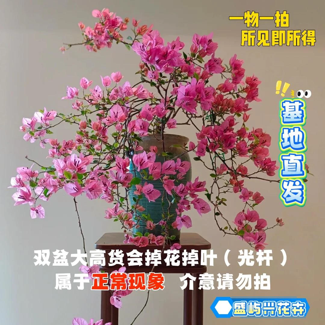 盛屿兴 【26双盆一物一拍会掉花落叶会成光杆介意勿拍】三角梅
