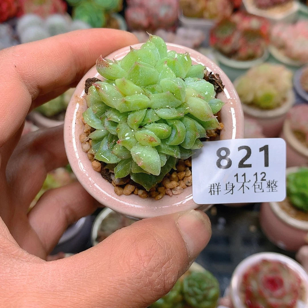 精控拇指盆11.12821