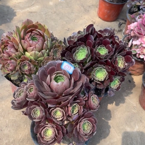 693多肉植物组合