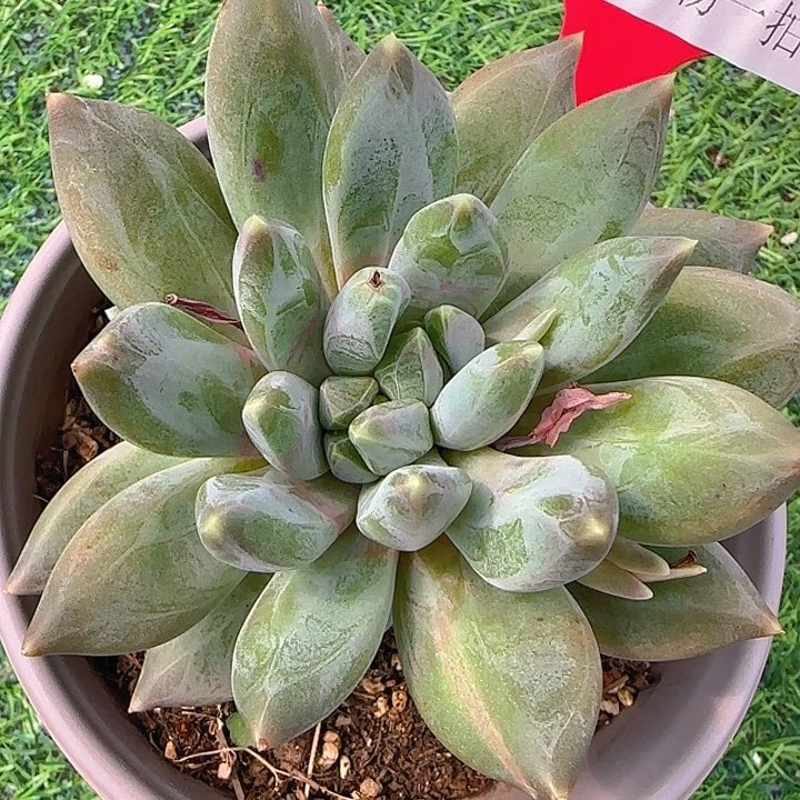 627重楼多肉植物一物一拍