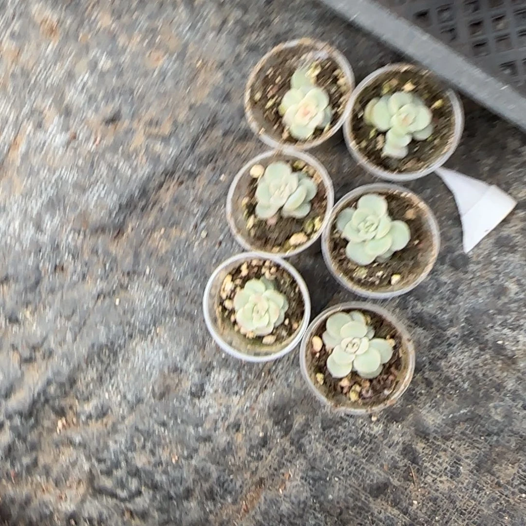 柔情盆1个满25包邮