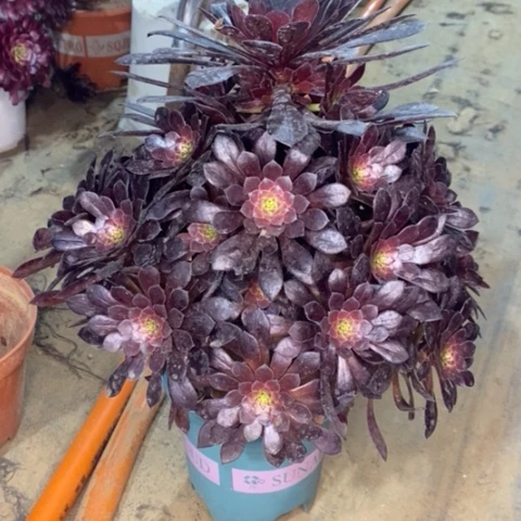 黑桐多肉植物032