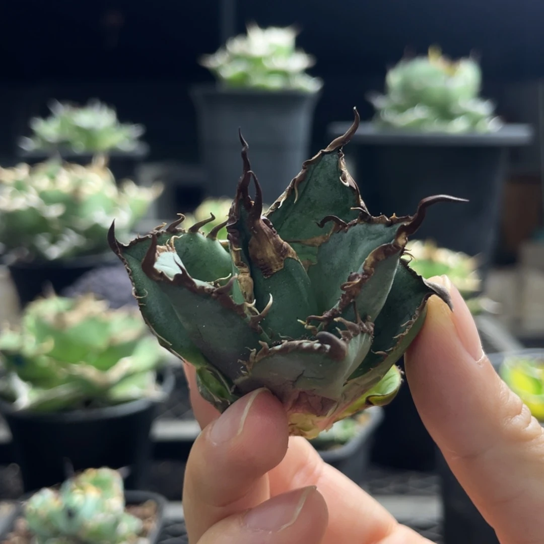 【闪购商品】凯撒。顶芽