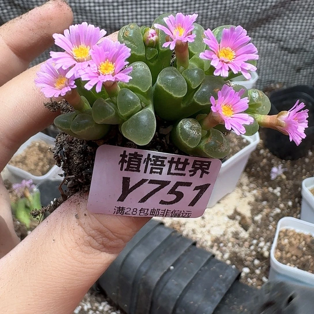 多肉植物多肉植物ed