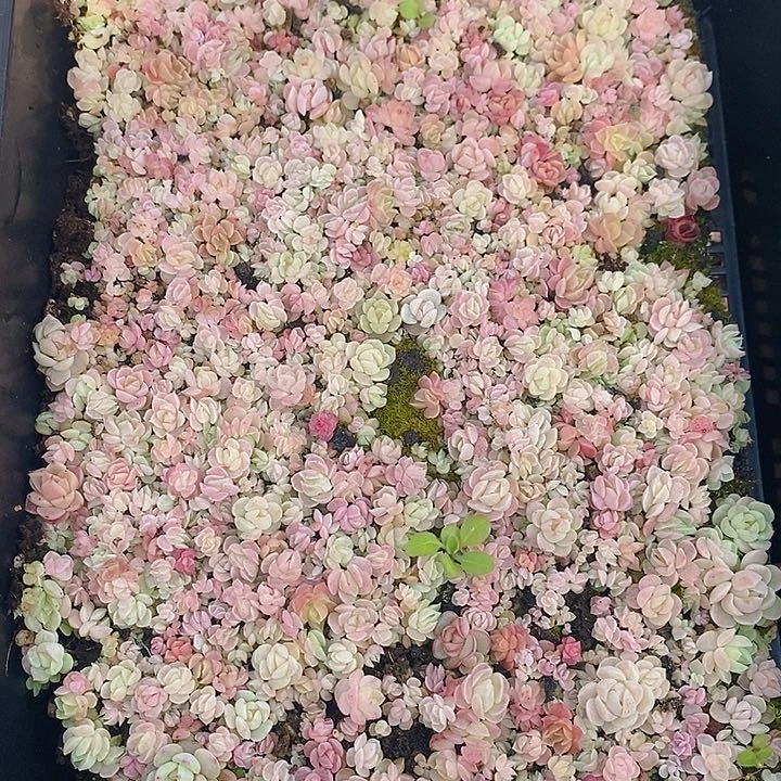 210 多肉植物盆栽花卉植物