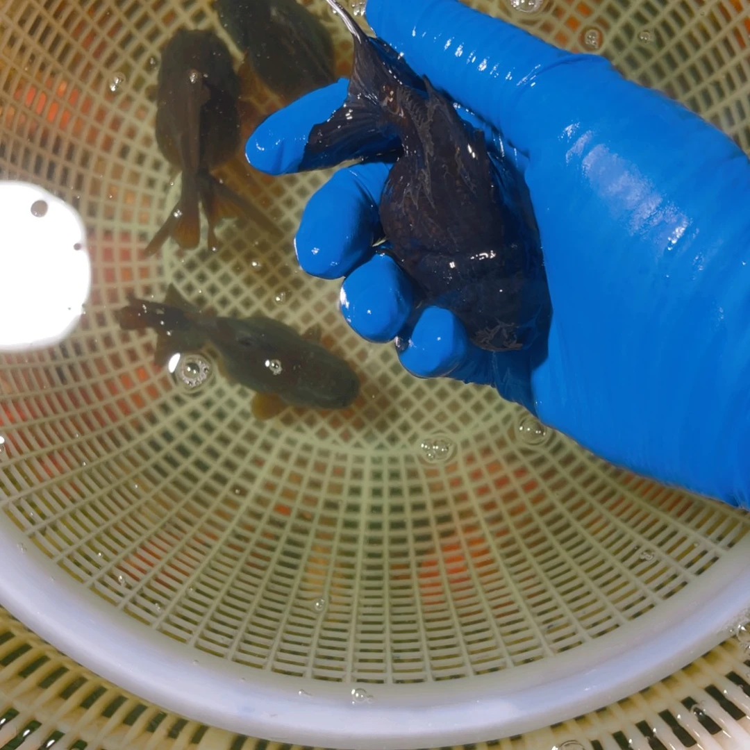 海水鱼花泰狮金鱼12