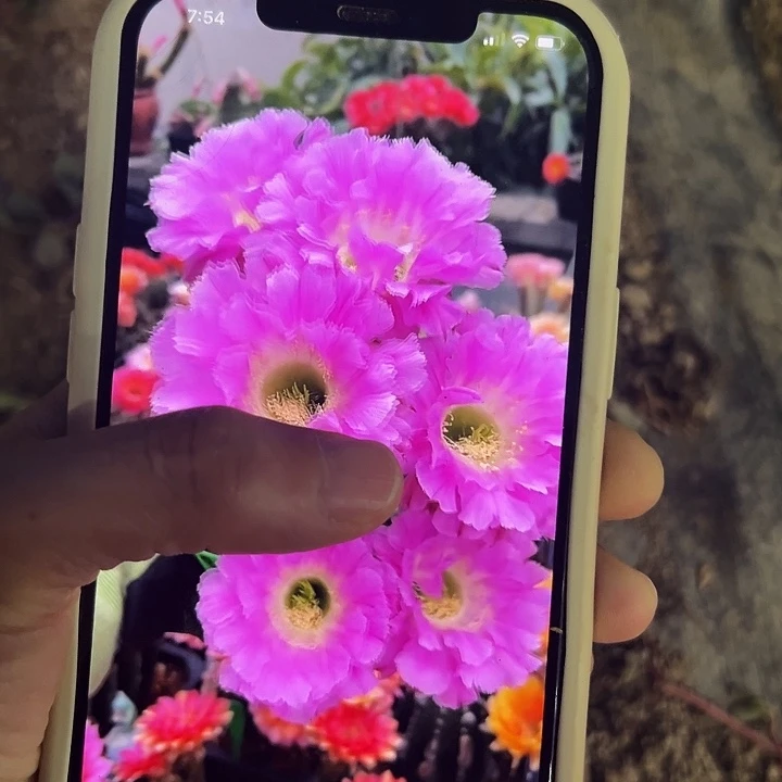 暮光4.5公分品种自根(满18包邮)