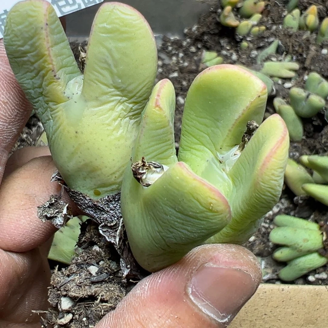 【闪购商品】Y****? 786。