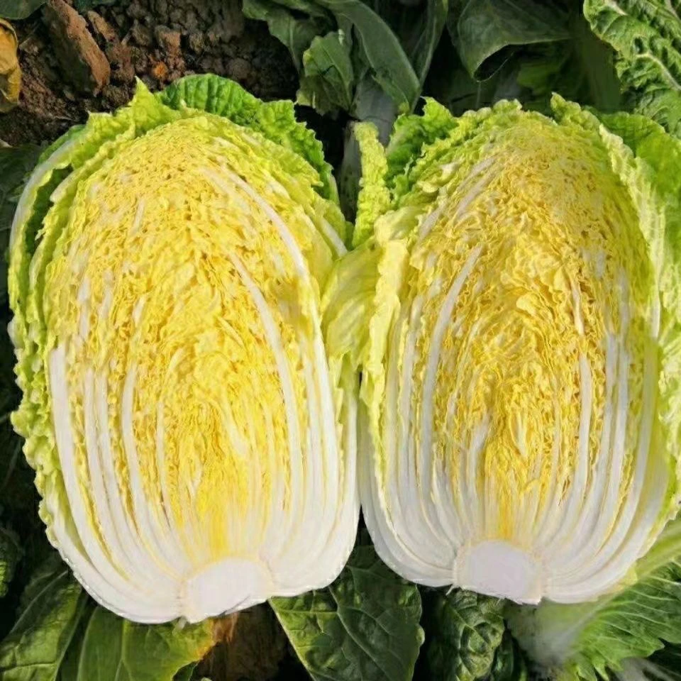 现摘现发甘肃高原种植精品黄心娃娃菜时令新鲜蔬菜5/9斤装包邮