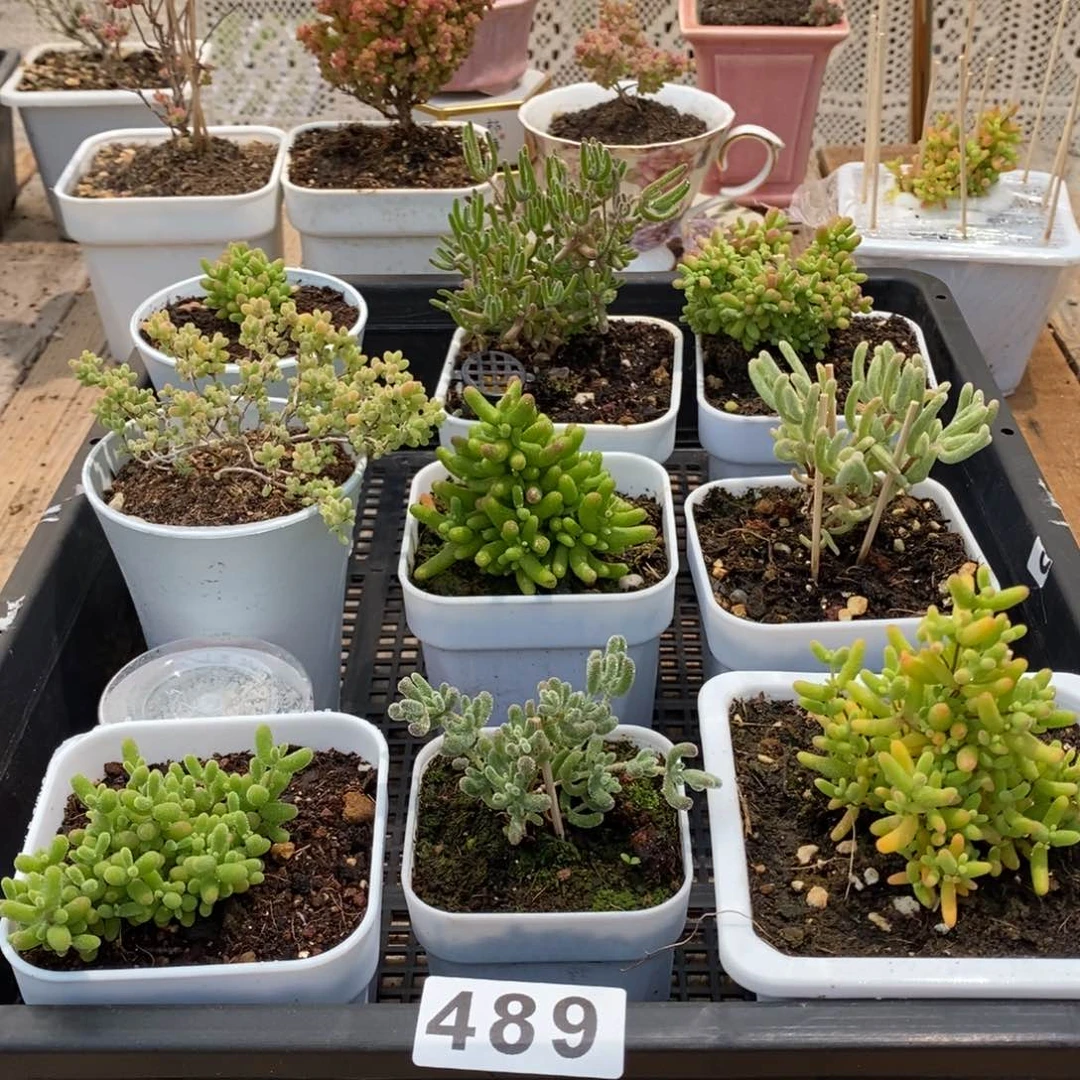 枝干番杏多肉植物489