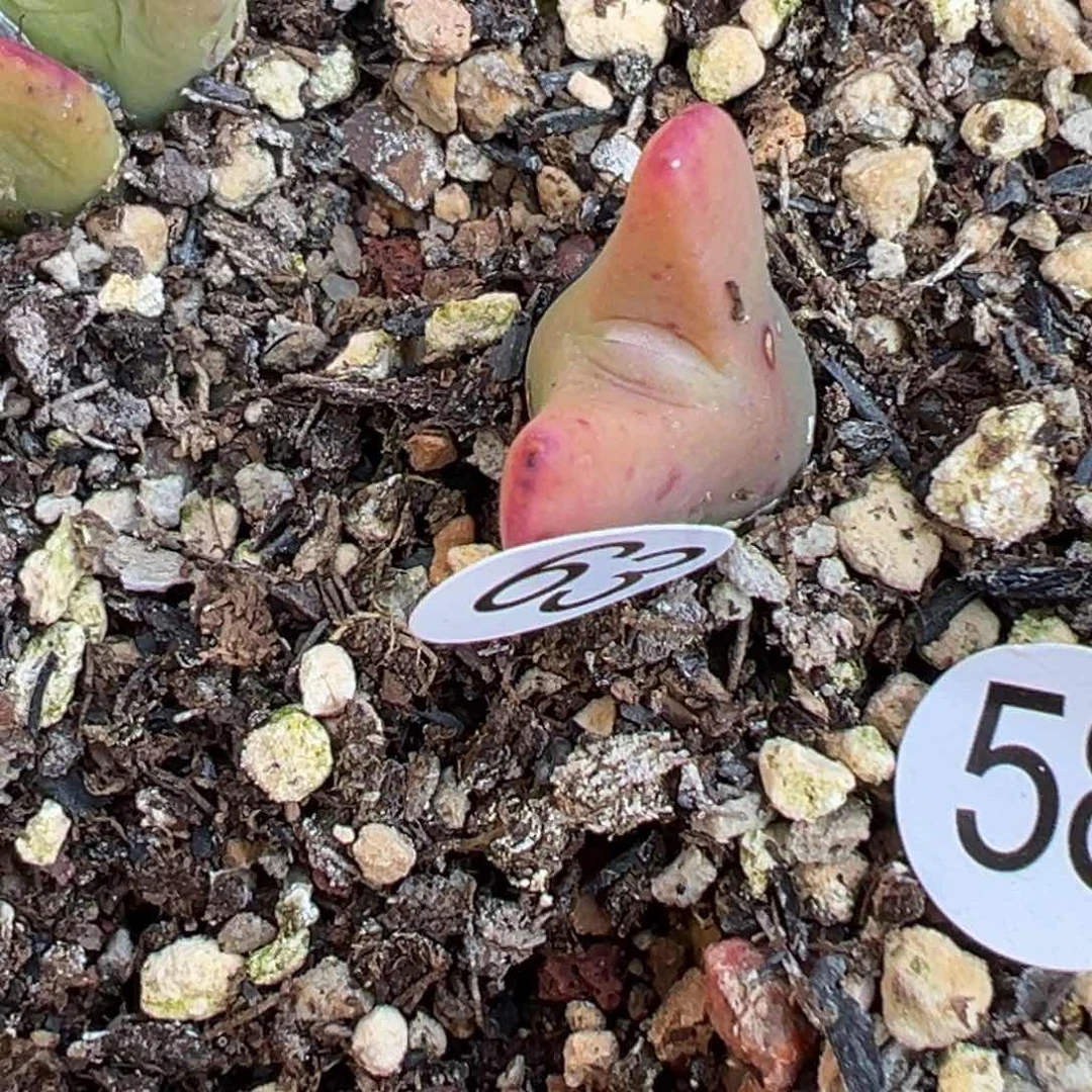 多肉植物111111111111111