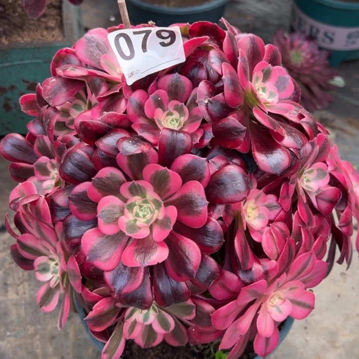 079美杜莎朵朵25厘米左右