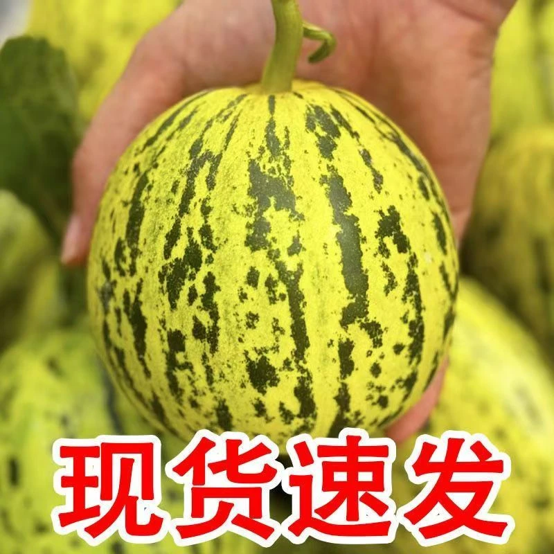 头茬花美人甜瓜当季新鲜水果5斤脆瓜香瓜蜜瓜花蕾瓜整箱包邮