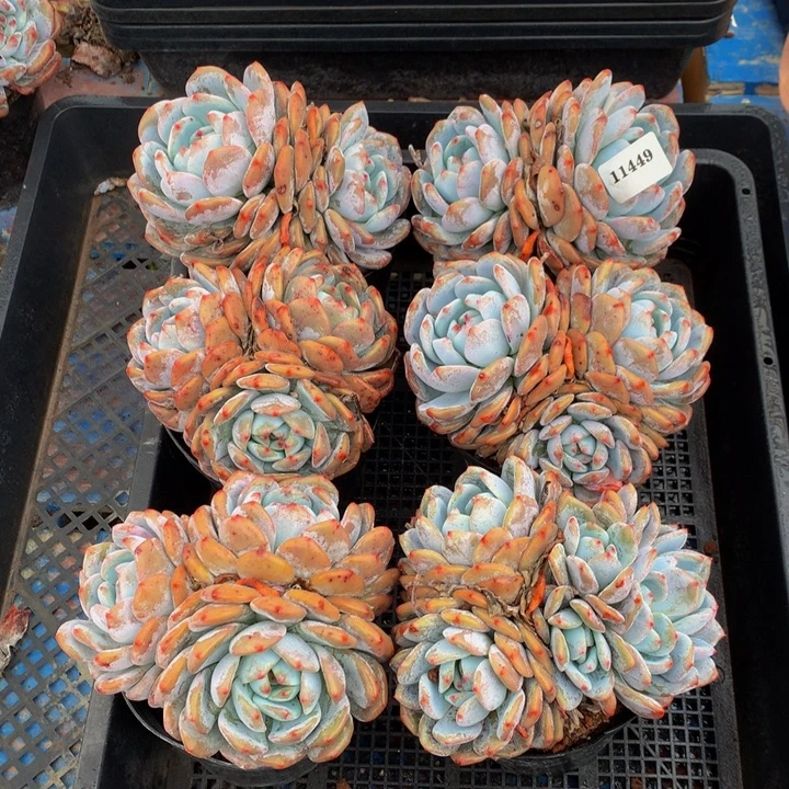 11449六个嗯嗯嗯嗯嗯嗯嗯好喜欢