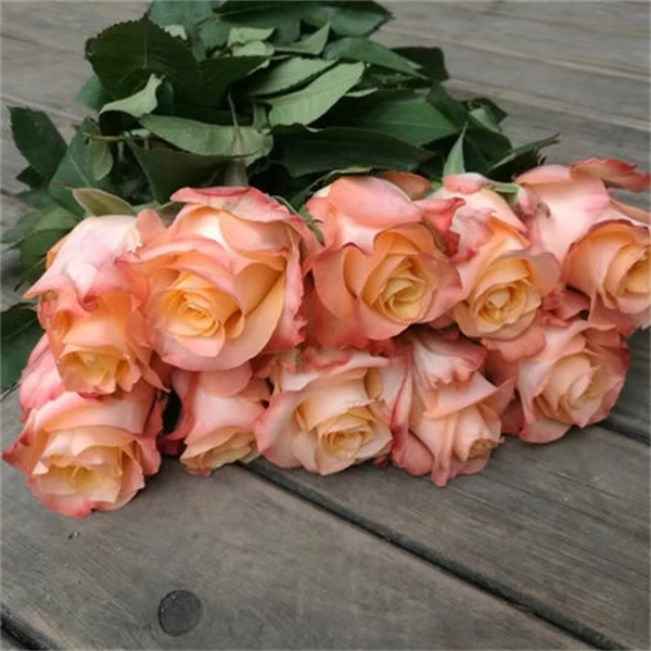 油画蒙娜丽莎月季扦插花苗 肯尼亚新品切花玫瑰庭院阳台多季开花