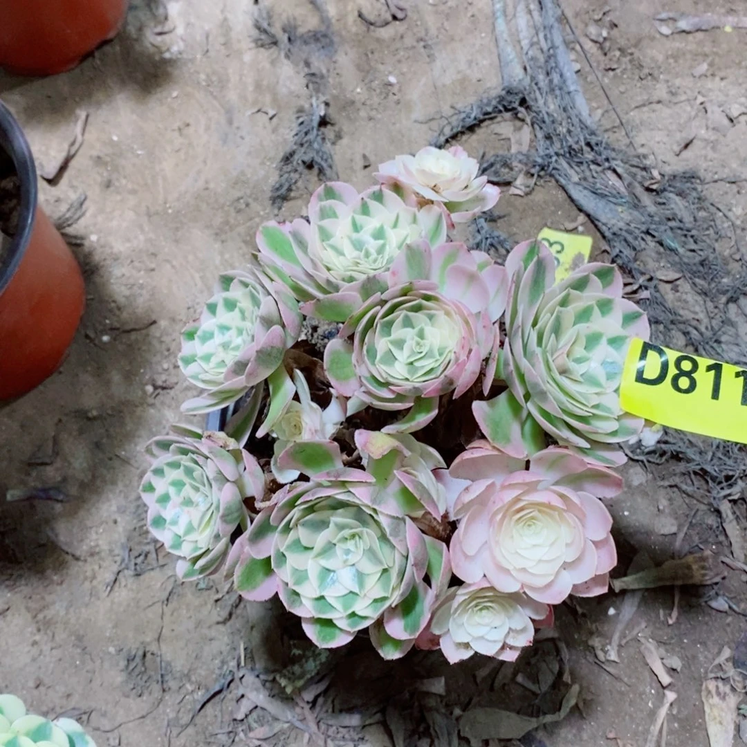 倾城小贵货多肉811