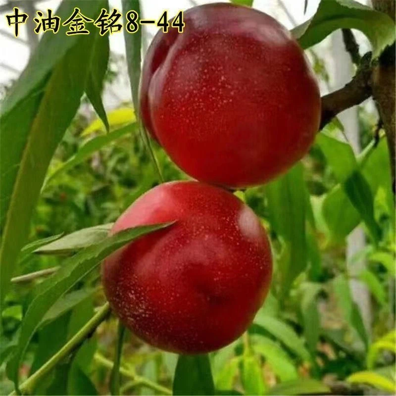 嫁接新品种油桃树苗中油金铭8-44油桃苗早熟大果黄肉南方北方种植