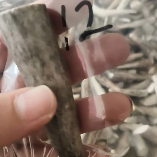 永***远鹿角鹿角鹿角鹿角鹿角鹿角